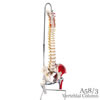 脊柱可動型モデル 大腿骨 筋・起始/停止表示付