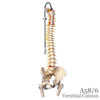 脊柱可動型モデル、延髄、馬尾、大腿骨付
