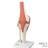 膝関節 機能デラックスモデル
