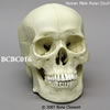 アジア人男性頭蓋骨模型（BCBC016）
