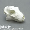 ヒヨケザル頭蓋骨模型