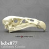 鳥類の骨格 BCBC077　カリフォルニアコンドルの頭蓋骨模型