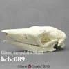 オオアルマジロ頭蓋骨模型