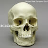 ヨーロッパ人男性頭蓋骨模型