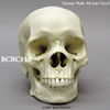アフリカ人男性頭蓋骨模型
