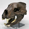 ショートフェイスベア頭蓋骨模型