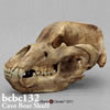 ホラアナグマ頭蓋骨模型