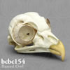 鳥類の骨格 BCBC154　アメリカフクロウの頭蓋骨模型