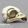 鳥類の骨格 BCBC155　アナホリフクロウの頭蓋骨模型