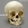 小児の頭蓋骨模型 14ヶ月 BCBC187