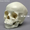 5才小児の頭蓋骨模型 BCBC190