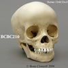 3才小児の頭蓋骨模型 BCBC210