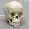 4才小児の頭蓋骨模型 BCBC247
