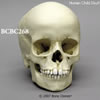 6才小児の頭蓋骨模型 BCBC268