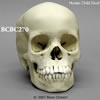 13才小児の頭蓋骨模型 BCBC270