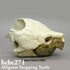 爬虫類の骨格 BCBC271　ワニガメ頭蓋骨模型