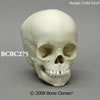 2才小児の頭蓋骨模型 BCBC275