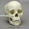 8才小児の頭蓋骨模型 BCBC276