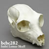 インドリ頭蓋骨模型