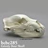 ヒグマ頭蓋骨模型