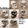 霊長類 BCBHKRO3　霊長類の比較頭蓋骨模型7個セット