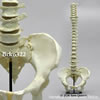 可動型女性脊柱模型（骨盤付き）