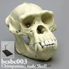 霊長類の頭蓋骨 BCSBC003　チンパンジー頭蓋骨模型