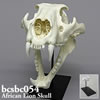 アフリカライオン頭蓋骨模型（スタンド付）