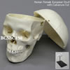 ヨーロッパ人女性頭蓋骨模型・3分解（スタンド付）