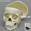 小児頭蓋骨模型　5才・顎開放、頭蓋冠分離型（スタンド付）