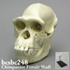 霊長類の頭蓋骨 BCSBC248　チンパンジー頭蓋骨模型