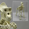 霊長類の骨格 BCSC028A　ローランドゴリラ全身骨格模型