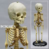 小児全身骨格模型　14ヶ月（BCSC187A）