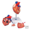 心臓 バイパス付 2倍大・4分解モデル
