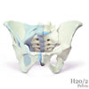 女性骨盤 靭帯付、3分解モデル