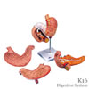 胃 3分解モデル 十二指腸・膵臓付