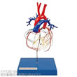 冠状動脈及び刺激伝導系モデル