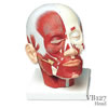 頭・頚部の筋肉モデル
