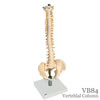 脊柱可動型モデル 軟椎間板型