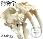 動物学・模型、骨格標本、レプリカ