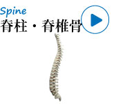 整形外科演習用模擬骨・脊柱、脊椎骨