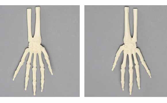 小児の手の骨と橈骨・尺骨の遠位