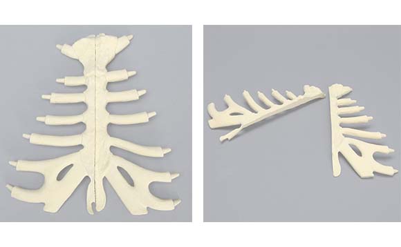 この模擬骨・胸骨は肋軟骨の一部を含む矢状分離型です。