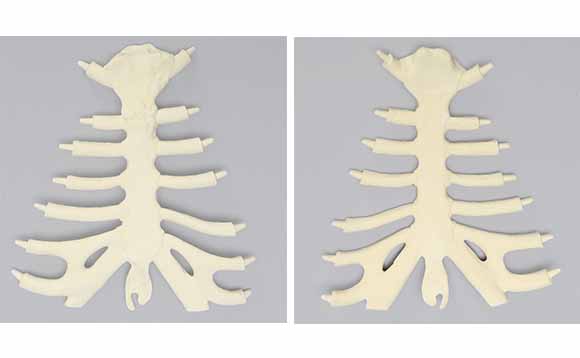この模擬骨・胸骨は肋軟骨の一部を含む一体型です。