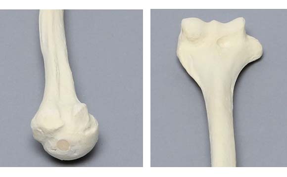 小児上腕骨・模擬骨の近位と遠位