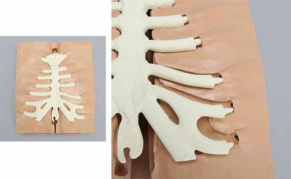 模擬骨・肋軟骨胸骨の使用イメージ