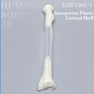 橈骨（左・大） SAW1005-5 ソーボーン模擬骨