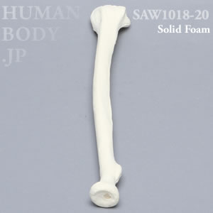 橈骨（右・大） SAW1018-20 ソーボーン模擬骨