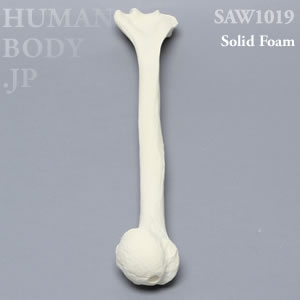 上腕骨（左・大） SAW1019 ソーボーン模擬骨