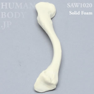 鎖骨（左・大） SAW1020 ソーボーン模擬骨